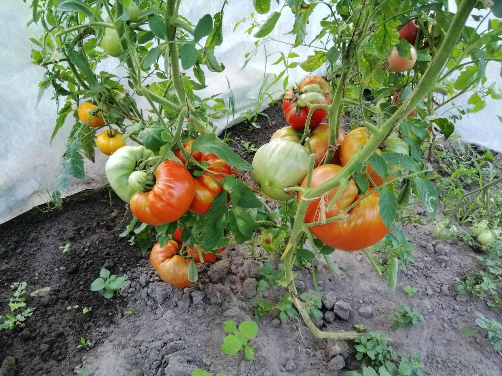 Agroturystyka Przy Rajskim Sadzie Nowy Berezów Exterior foto
